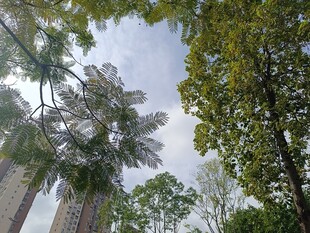 仰视绿树与高楼景观