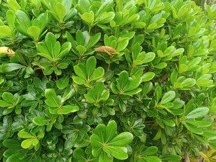 翠绿繁茂的灌木丛