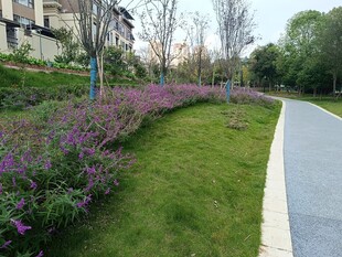 路边紫色花丛与绿化景观