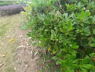 绿叶繁茂的灌木丛