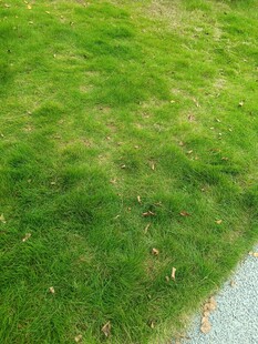 翠绿草地与边缘水面景致