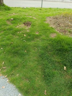 草坪上的斑秃与土坑