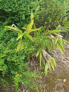 翠绿竹林中的生机景象