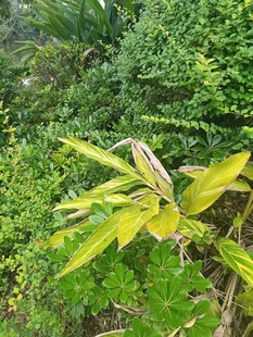 绿叶间的嫩黄植物