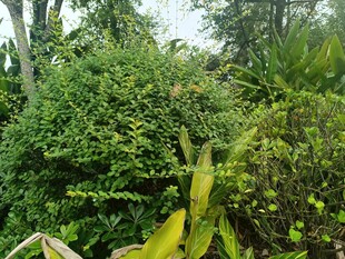 繁茂绿意盎然的植物景观