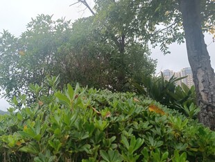 绿意盎然的户外植物景观