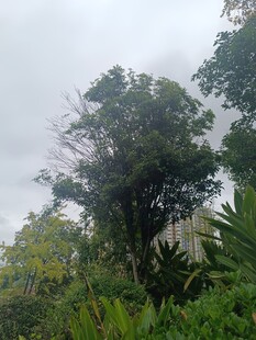 山林中的繁茂树木景观