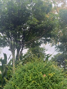 茂密丛林中的高大树木