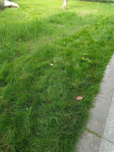 路边翠绿茂盛的青青草地