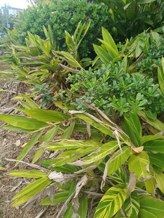 户外生长的翠绿植物