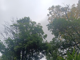 雾中葱郁树木景象