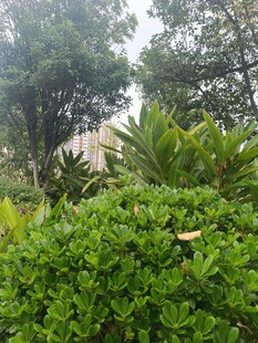 绿意盎然的植物景观