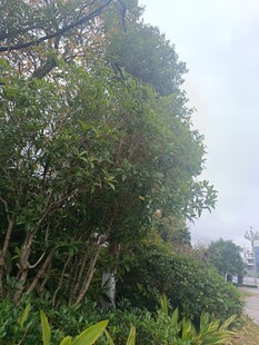 户外繁茂绿植景观