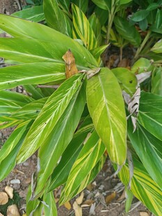 黄绿相间叶片的植物