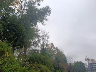 阴天中的繁茂绿植景观