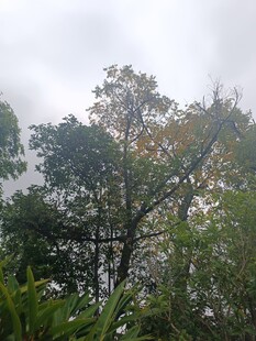 云雾缭绕中的茂密树林