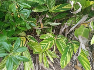 斑斓叶片的热带绿植