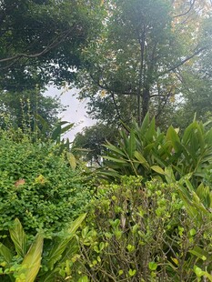 阳光照耀下的繁茂植物