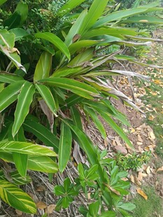 翠绿繁茂的户外绿植