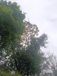 树林中的朦胧景象