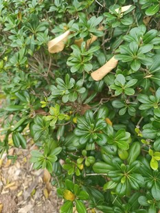 绿叶丛中的木桩