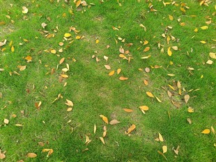 草地上散落的金黄树叶