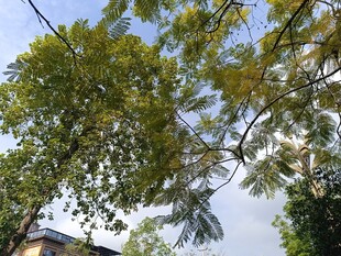 枝叶繁茂的绿树一角