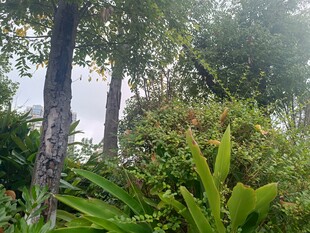 茂密绿植中的挺拔树木