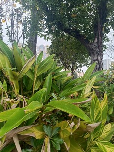 翠绿繁茂的林下植物景观