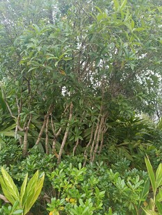 茂密丛林中的繁茂植物