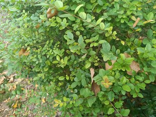 绿叶繁茂的灌木丛