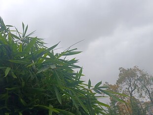 阴天中的葱郁绿植