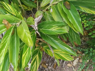 翠绿斑斓叶片特写