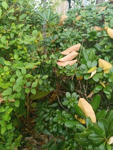 果园中繁茂枝叶间的果实