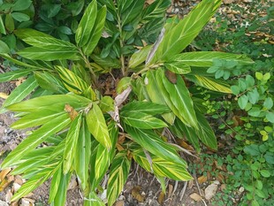 翠绿斑斓的植物叶片特写