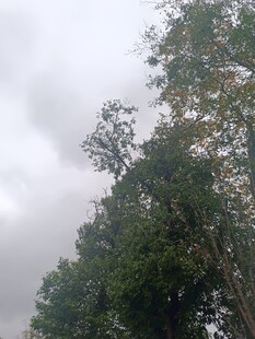 云雾中葱郁的树木