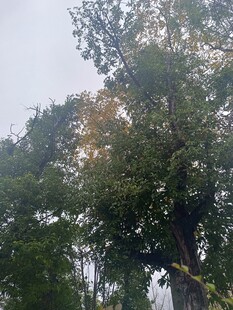 枝叶繁茂的高大树木