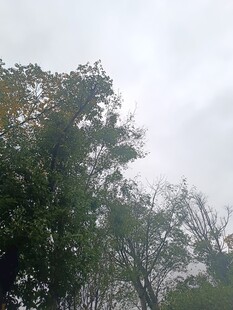 阴天中的葱郁树木