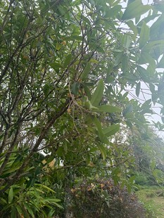 绿意盎然的植物景观