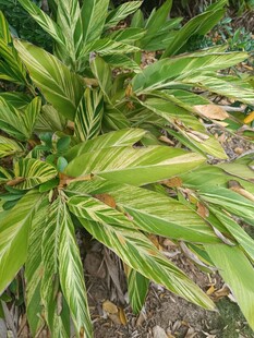 斑斓叶片的绿植特写