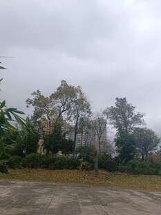 阴天中的户外树木景观