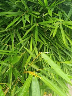 翠绿竹叶特写