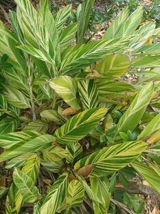 斑斓叶片的绿植特写