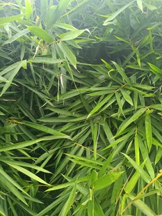 翠绿竹林叶片特写