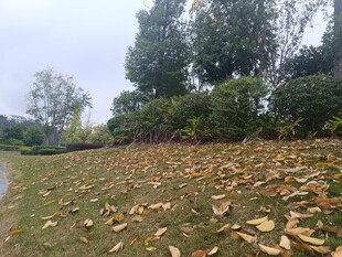 秋日草地落叶风景图