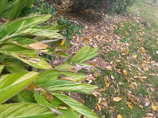 绿叶与落叶的自然景致