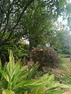 户外绿植丛生的自然景致