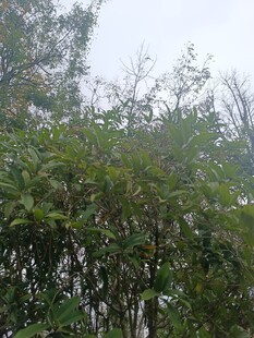 茂密树林中的繁茂枝叶