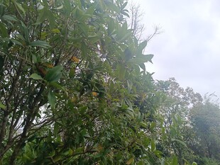 茂密树林中的繁茂枝叶