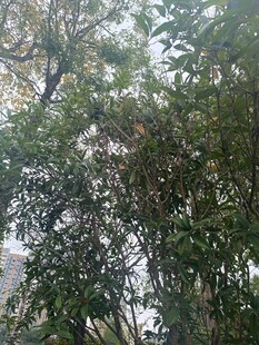 雾中繁茂树木景象